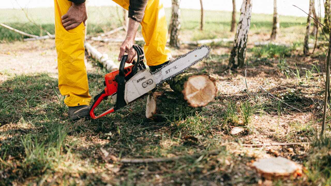 Trusted Carlton, OR Tree Service Experts